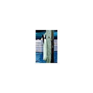 Dock Edge Polyethylene Line Holder, 1ea, Black, 1ea